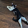 Batman joined the competition — help win amazing prizes! animal, black_and_white, cat, ears, feline, funny_pose, fur, green_eyes, home, indoor, lying_down, paws, pet, pink_nose, portrait, relaxed, sprawled, tail, whiskers, wooden_floor