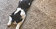Batman joined the competition — help win amazing prizes! animal, black_and_white, carpet, cat, ears, feline, floor, fur, home, indoor, lying_down, paws, pet, portrait, relaxed, sleeping, stretched_out, tail, tuxedo_cat, whiskers