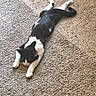animal, black_and_white, carpet, cat, ears, feline, floor, fur, home, indoor, lying_down, paws, pet, portrait, relaxed, sleeping, stretched_out, tail, tuxedo_cat, whiskers