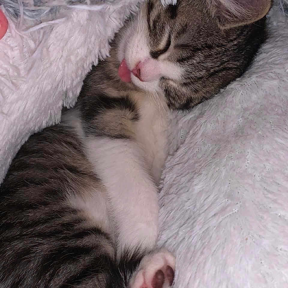 Pichu