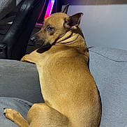 Laïka participe au concours pour gagner de l'argent avec cette photo : dog, brown_dog, couch, indoor, pet, animal, relaxed, seated, person_partial, chair, gray_couch, fur, ears, looking_back, tail, home, furniture, neon_light, sitting, domestic