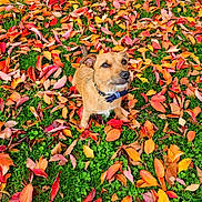 Toffee joined the competition — help win amazing prizes! animal, autumn, brown_dog, collar, colorful, cute, dog, fall, grass, leaf_litter, leaves, looking_up, nature, outdoor, park, pet, playful, seasonal, small_dog, vibrant