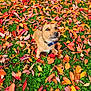 animal, autumn, brown_dog, collar, colorful, cute, dog, fall, grass, leaf_litter, leaves, looking_up, nature, outdoor, park, pet, playful, seasonal, small_dog, vibrant