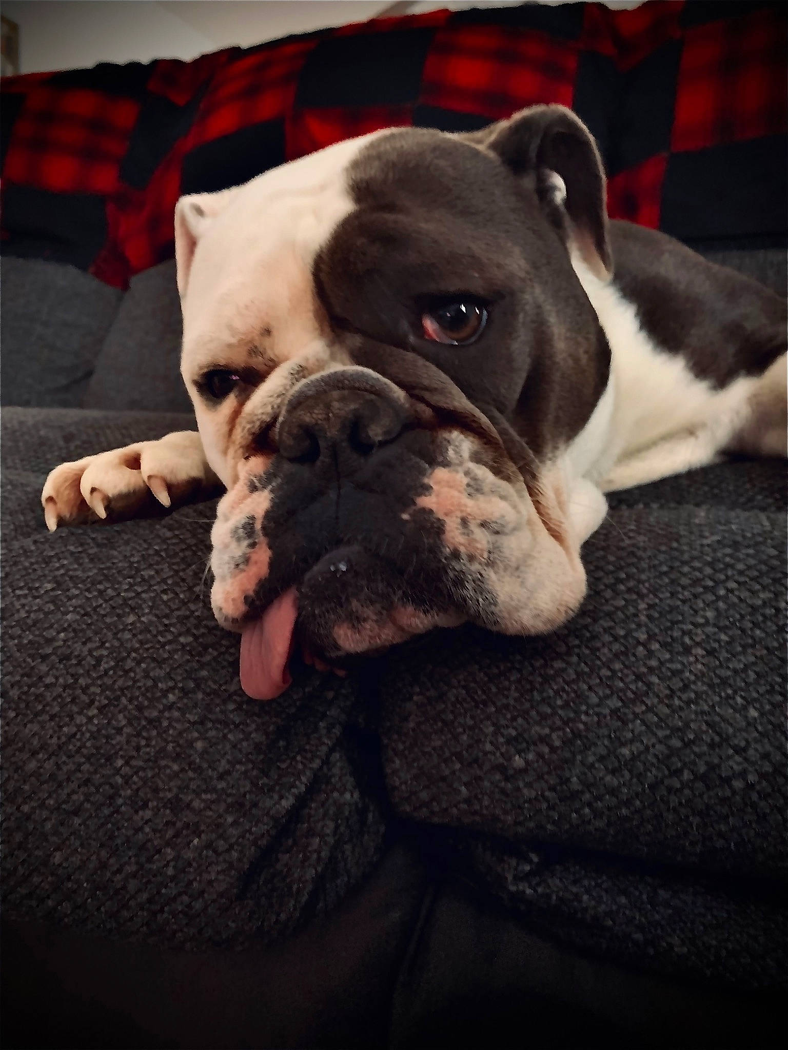 Beth is registered to the contest to win money with this photo: bored, bulldog, canidae, carmine, carnivore, cloud, collar, comfort, companion_dog, dog, dog_breed, dog_collar, ear, fawn, sky, snout, sporting_group, whiskers, working_animal, wrinkle