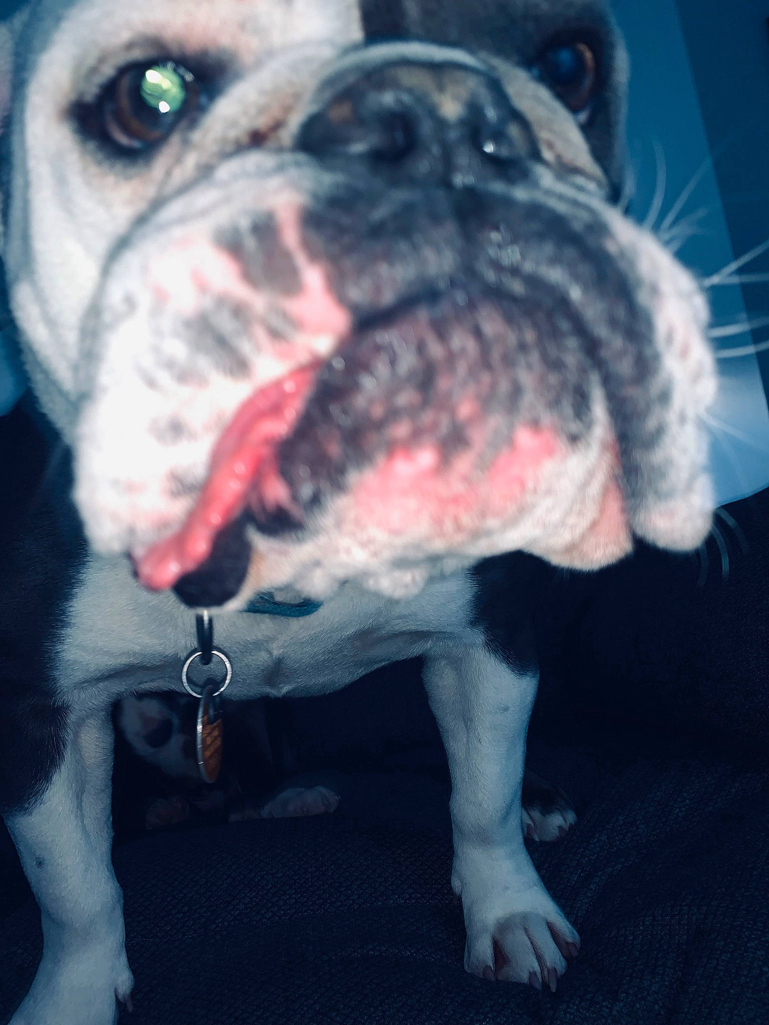 Beth is registered to the contest to win money with this photo: beauty, bulldog, canidae, carnivore, collar, companion_dog, dog, dog_breed, dog_collar, fawn, fur, molosser, non_sporting_group, photograph, snout, sporting_group, whiskers, working_animal, working_dog, wrinkle