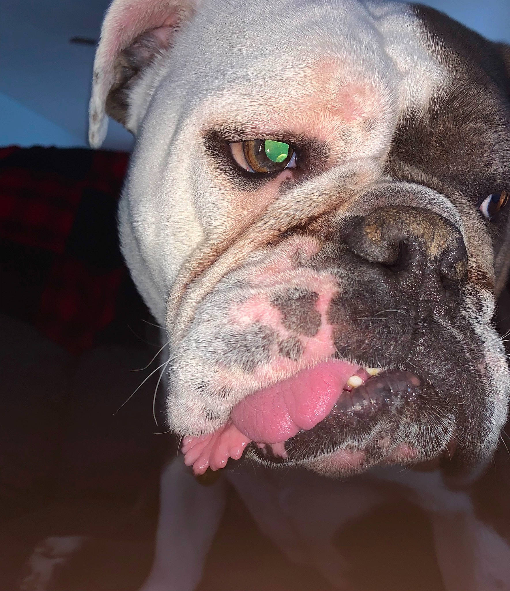 Beth is registered to the contest to win money with this photo: ancient_dog_breeds, bulldog, canidae, carnivore, companion_dog, dog, dog_breed, dog_collar, fawn, molosser, non_sporting_group, old_english_bulldog, snout, sporting_group, terrestrial_animal, whiskers, white_english_bulldog, working_animal, working_dog, wrinkle