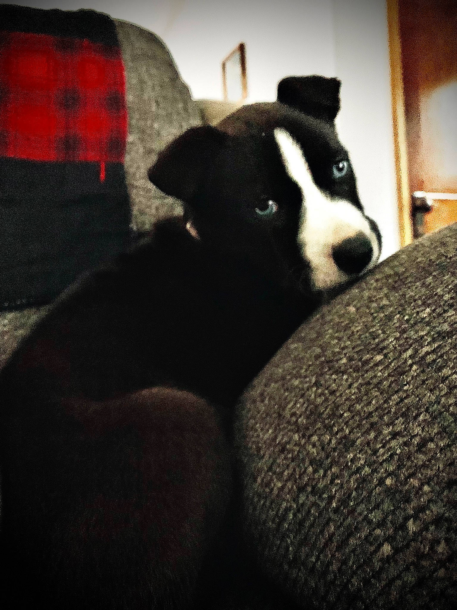 Dixie is registered to the contest to win money with this photo: bored, canidae, carmine, carnivore, comfort, companion_dog, darkness, dog, dog_breed, fur, linens, non_sporting_group, plaid, snout, sporting_group, tartan, terrestrial_animal, tints_and_shades, whiskers, working_animal