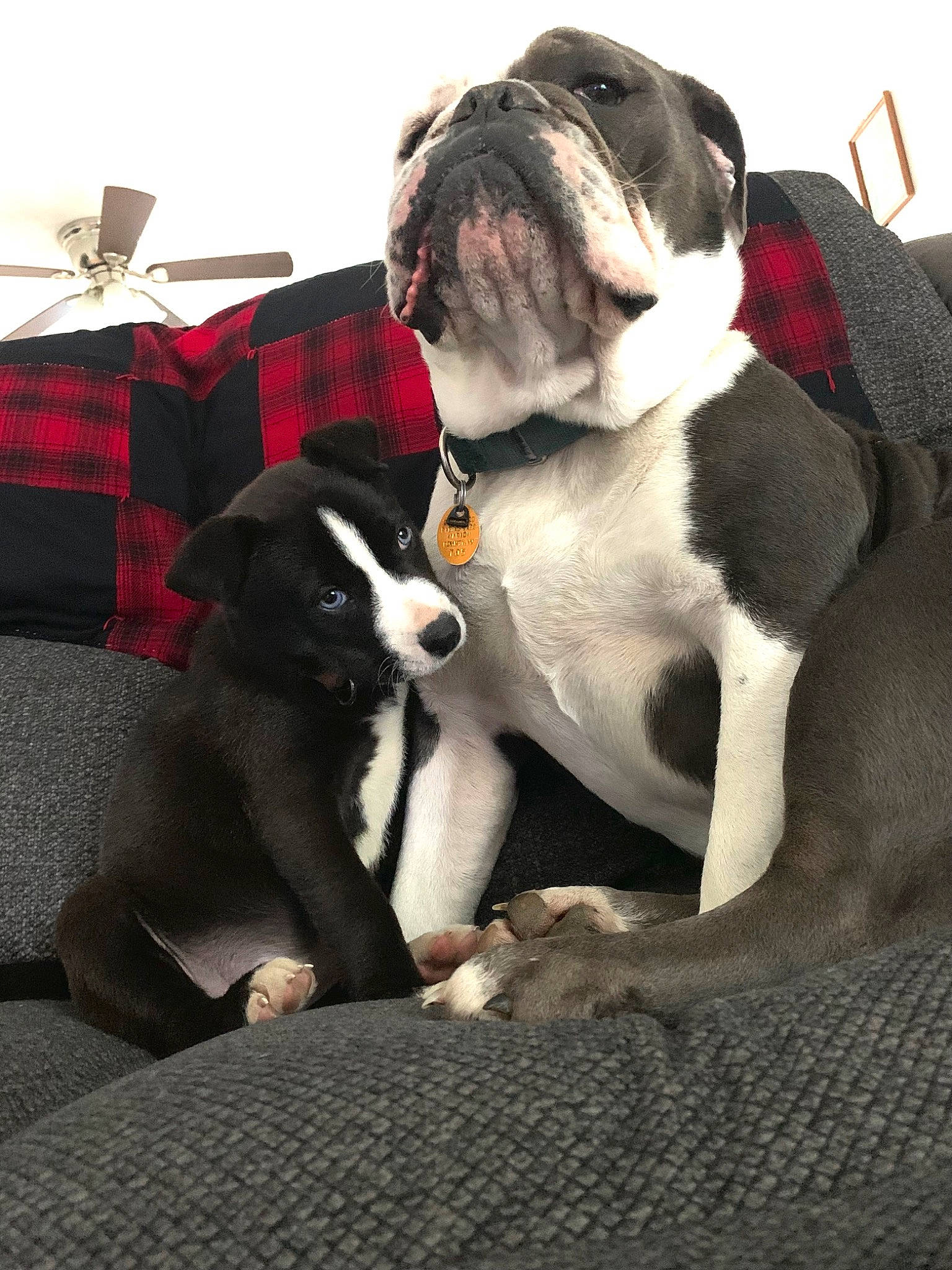 Dixie joined the competition — help win amazing prizes! bulldog, canidae, carnivore, collar, comfort, companion_dog, dog, dog_breed, dog_collar, dog_supply, fawn, fur, grey, mammal, plaid, snout, sporting_group, tartan, whiskers, working_animal