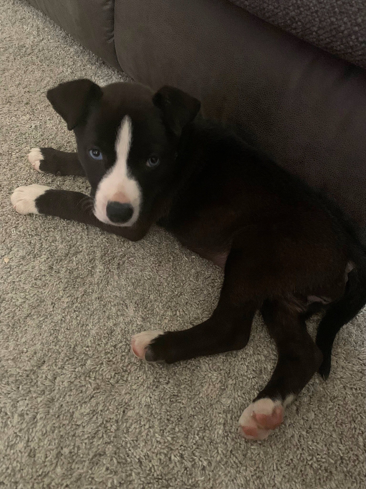 Dixie is registered to the contest to win money with this photo: asphalt, boston_terrier, canidae, carnivore, comfort, companion_dog, dog, dog_breed, flooring, non_sporting_group, paw, road_surface, shadow, snout, sporting_group, square, tail, tints_and_shades, whiskers, working_animal