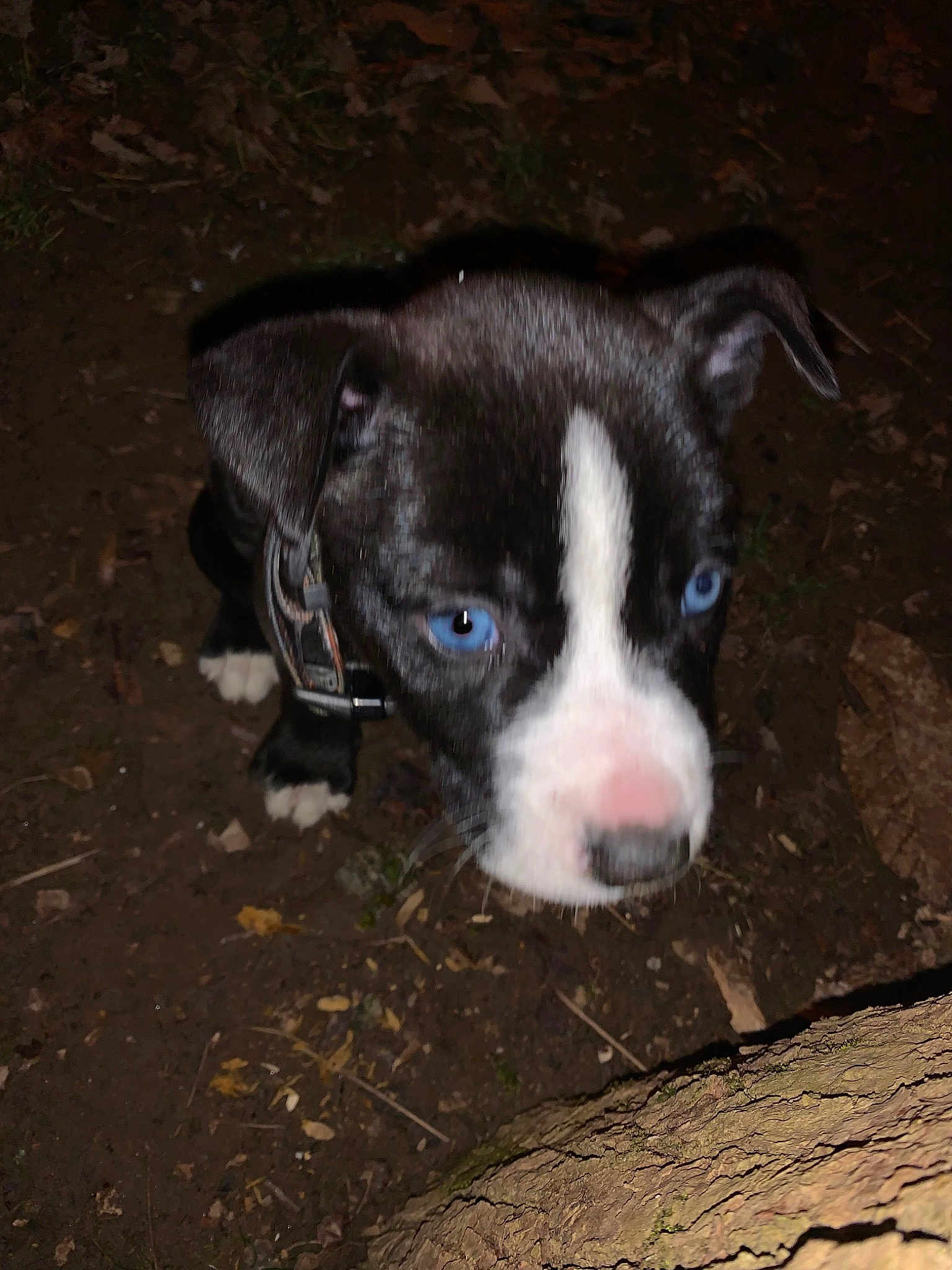 Dixie
