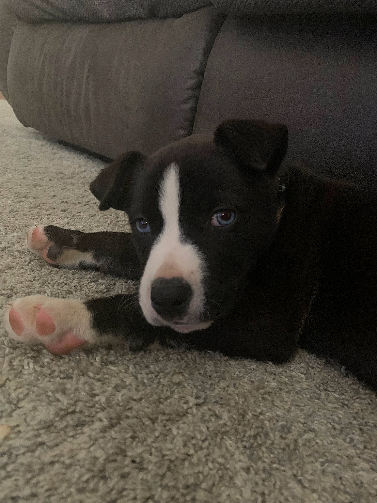 Dixie is registered to the contest to win money with this photo: borador, boston_terrier, canidae, carmine, carnivore, comfort, companion_dog, couch, dog, dog_breed, fawn, flooring, non_sporting_group, puppy, sleeper_chair, tail, terrestrial_animal, whiskers, working_animal