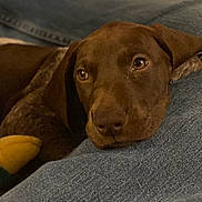 Sadie is registered to the contest to win money with this photo: puppy, dog, brown_dog, close_up, resting, denim, lap, indoors, pet, animal, cute, young_dog, cozy, soft_lighting, face, looking_up, friendship, companion, relaxing, domestic