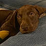 animal, brown_dog, close_up, companion, cozy, cute, denim, dog, domestic, face, friendship, indoors, lap, looking_up, pet, puppy, relaxing, resting, soft_lighting, young_dog