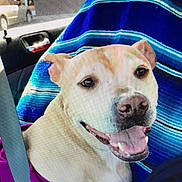 Sophie joined the competition — help win amazing prizes! dog, smiling, car, seatbelt, blanket, blue, beige_dog, tongue_out, pet, inside, window, vehicle, happy, close_up, canine, portrait, seat, travel, companion, domestic_animal
