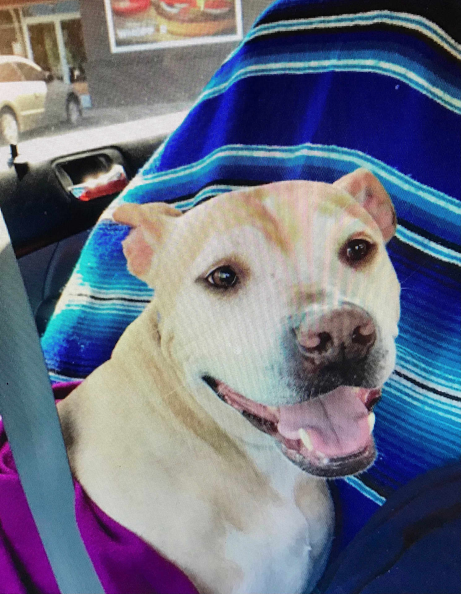 Sophie joined the competition — help win amazing prizes! dog, smiling, car, seatbelt, blanket, blue, beige_dog, tongue_out, pet, inside, window, vehicle, happy, close_up, canine, portrait, seat, travel, companion, domestic_animal