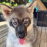 adorable, animal, blue_eyes, blurred_background, canine, closeup, cute, dog, ears, face, fur, nature, outdoor, pet, puppy, snout, tongue, tongue_out, wooden_deck, young_dog