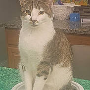 Kit Kat is registered to the contest to win money with this photo: basket, cat, countertop, curious, domestic_animal, ears, feline, fur, green_tablecloth, indoor, kitchen, painting, pet, plate, sitting, tabby, table, tail, whiskers, white