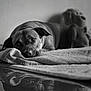 Hopy participe au concours pour gagner de l'argent avec cette photo : animal, bedroom, black_and_white, blanket, calm, closeup, cozy, dog, domestic, expression, fur, indoor, nostalgic, pet, portrait, reflection, relaxed, resting, soft_light, toy