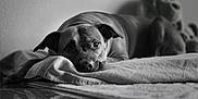 Hopy participe au concours pour gagner de l'argent avec cette photo : animal, black_and_white, blanket, canine, cozy, dog, ears, floor, furry, home, indoor, lying_down, pet, portrait, quiet, reflection, relaxed, resting, soft_lighting, stuffed_animal