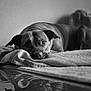 animal, black_and_white, blanket, canine, cozy, dog, ears, floor, furry, home, indoor, lying_down, pet, portrait, quiet, reflection, relaxed, resting, soft_lighting, stuffed_animal