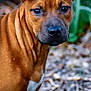 Hopy a rejoint le concours — aidez-le/la à gagner de superbes lots ! animal, background_blur, brown_dog, canine, close_up, companion, cute, dog, ears, expression, eyes, friendly, fur, leaf_litter, muzzle, nature, outdoor, pet, portrait, wildlife