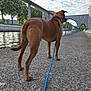 animal, arches, brown_dog, clouds, daytime, dog, fence, leash, nature, outdoor, paved_path, pet, river, side_view, sky, stone_structure, trees, urban, walking, water