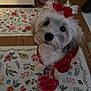 Chanel is registered to the contest to win money with this photo: dog, pet, white_fur, red_bow, red_clothing, fluffy, indoor, floor, rug, floral, decor, cute, small_dog, portrait, animal, looking_up, adorable, domestic_animal, companion, home
