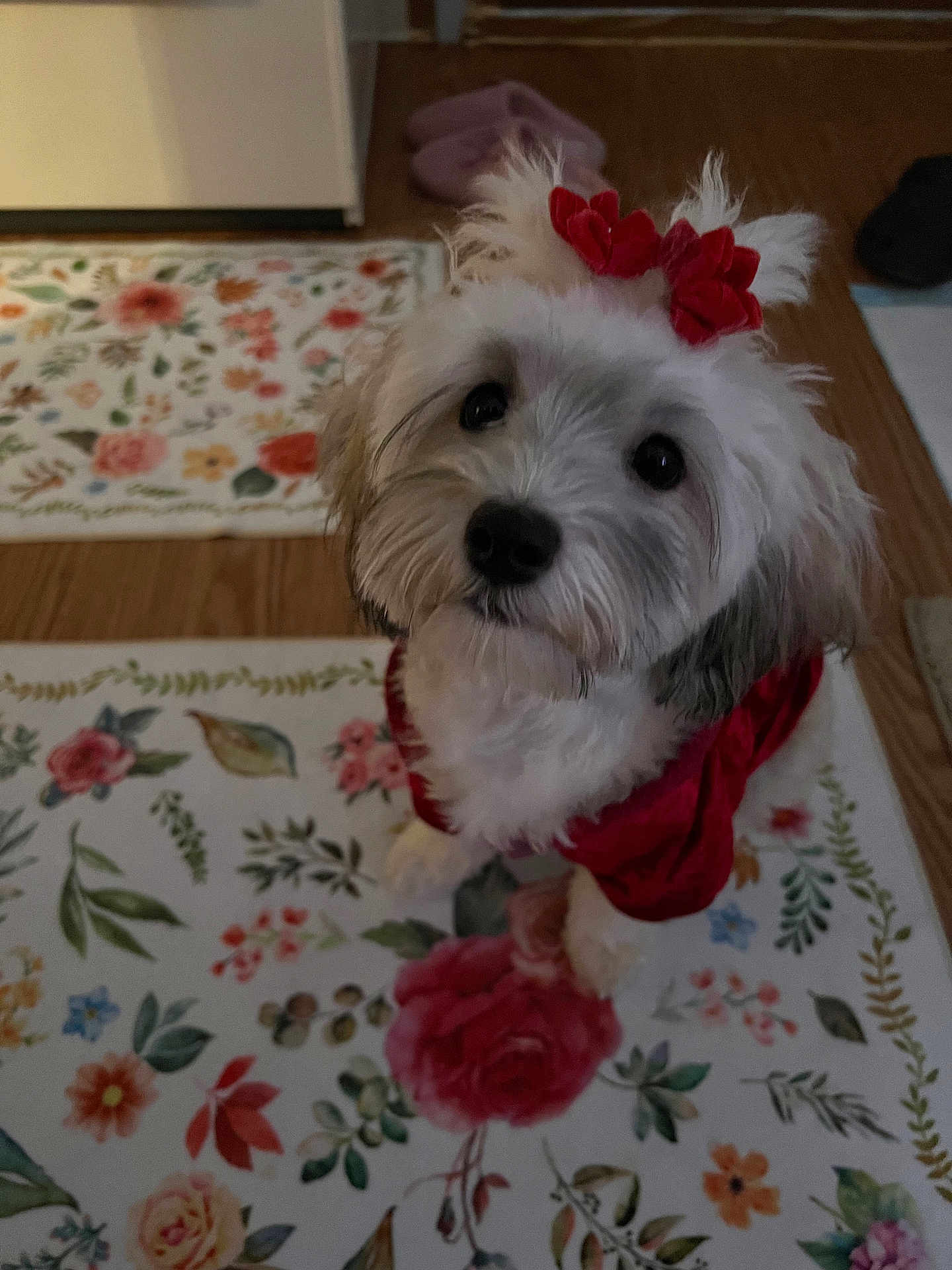 Chanel is registered to the contest to win money with this photo: dog, pet, white_fur, red_bow, red_clothing, fluffy, indoor, floor, rug, floral, decor, cute, small_dog, portrait, animal, looking_up, adorable, domestic_animal, companion, home