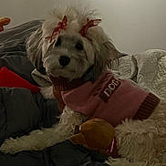 Chanel is registered to the contest to win money with this photo: dog, pet, indoor, bed, blanket, pillow, toy, clothing, sweater, bow, cute, fluffy, relaxed, animal, cozy, fur, resting, home, comfortable, sleepy