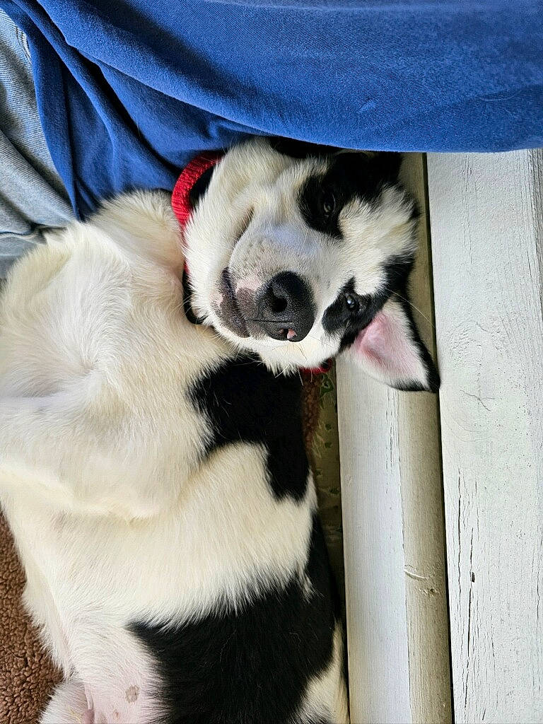 Chase is registered to the contest to win money with this photo: canidae, carnivore, collar, comfort, companion_dog, dog, dog_breed, dog_supply, eye, fawn, foot, fur, non_sporting_group, panda, paw, snout, sporting_group, terrestrial_animal, whiskers, working_animal