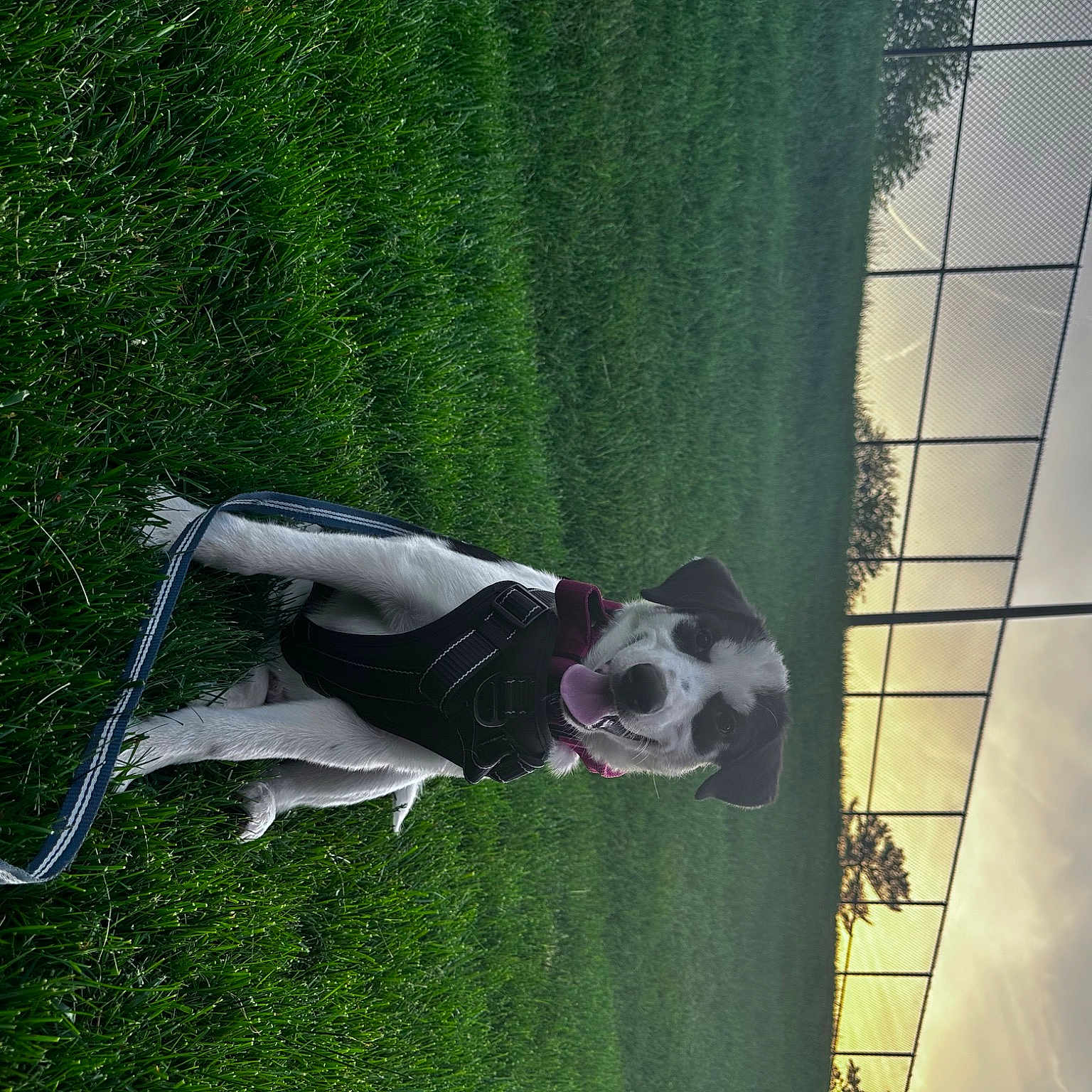 Chase joined the competition — help win amazing prizes! canidae, carnivore, companion_dog, dog, dog_breed, fun, grass, lawn, leisure, line, pattern, plant, shadow, shrub, sky, sporting_group, tail, tree, vehicle_door, window