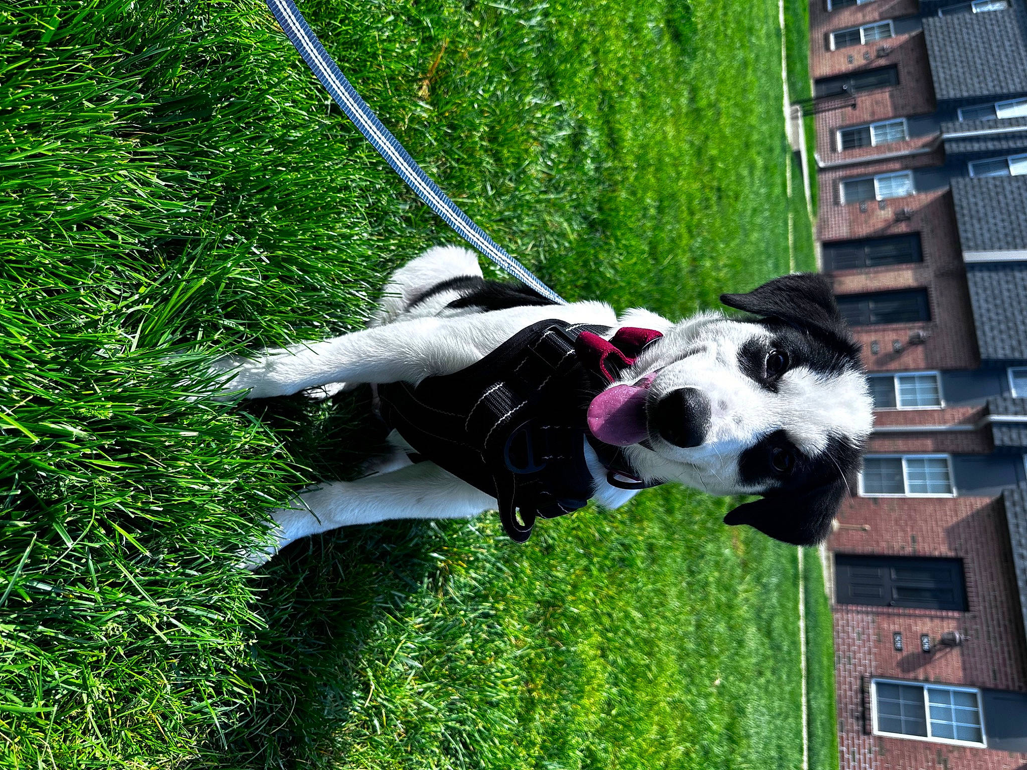 Chase is registered to the contest to win money with this photo: building, canidae, carnivore, collar, companion_dog, dog, dog_breed, dog_collar, dog_supply, grass, green, leash, leisure, pet_supply, plant, sculpture, snout, sporting_group, window, working_animal