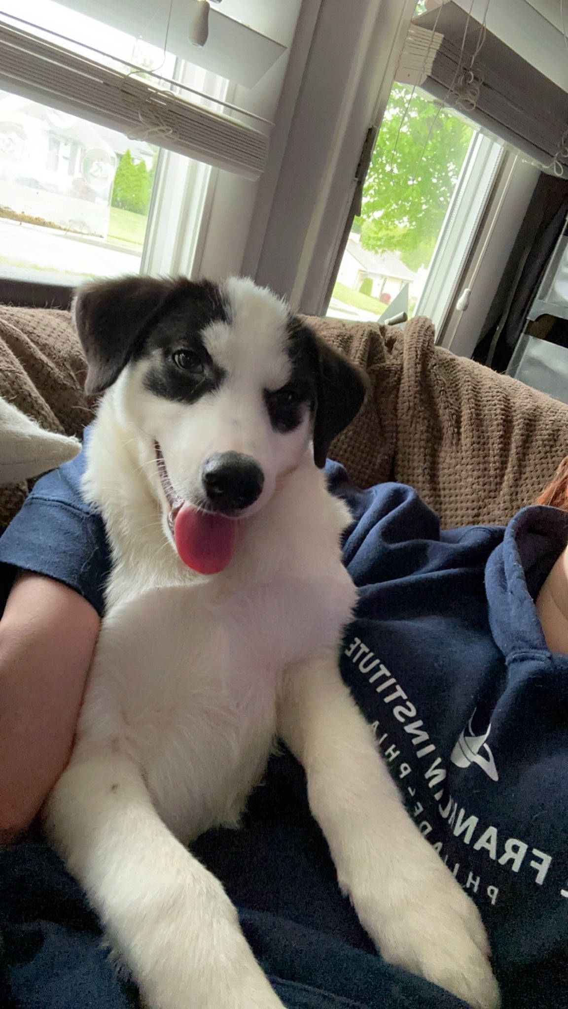 Chase joined the competition — help win amazing prizes! ball, canidae, carnivore, collar, companion_dog, dog, dog_breed, fang, fur, guard_dog, herding_dog, livestock_guardian_dog, non_sporting_group, paw, plant, sporting_group, tree, whiskers, window, working_dog