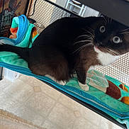 Rocky is registered to the contest to win money with this photo: cat, tuxedo_cat, blue_eyes, blanket, mesh_shelf, indoor, curious, pet, feline, whiskers, floor_tiles, black_fur, white_paws, white_chest, home, animal, sitting, looking, cozy, furniture