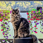Saphir participe au concours pour gagner de l'argent avec cette photo : balcony, cat, daylight, feline, flowers, fluffy_cat, greenery, hanging_flowers, nature, netting, outdoor, pet, pink_flowers, purple_flowers, scenic_view, sitting, stool, sunlight, tail, wooden_railing