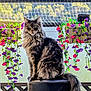 balcony, cat, daylight, feline, flowers, fluffy_cat, greenery, hanging_flowers, nature, netting, outdoor, pet, pink_flowers, purple_flowers, scenic_view, sitting, stool, sunlight, tail, wooden_railing