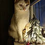 Ruby a rejoint le concours — aidez-le/la à gagner de superbes lots ! cat, windowsill, decorations, christmas_tree, holiday_lights, pinecones, berries, indoor, pet, feline, curious, white_cat, striped_cat, night, cozy, warm_lighting, winter, festive, ornaments, soft_focus