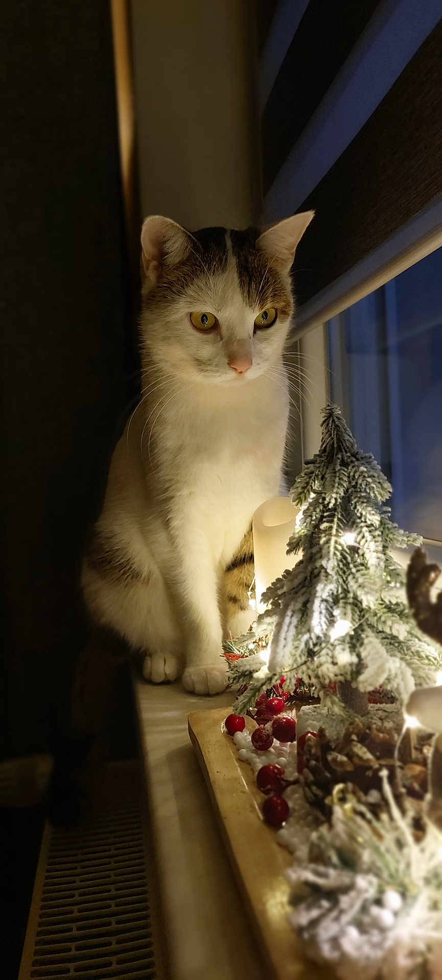 Ruby a rejoint le concours — aidez-le/la à gagner de superbes lots ! cat, windowsill, decorations, christmas_tree, holiday_lights, pinecones, berries, indoor, pet, feline, curious, white_cat, striped_cat, night, cozy, warm_lighting, winter, festive, ornaments, soft_focus