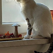Ruby participe au concours pour gagner de l'argent avec cette photo : cat, windowsill, indoor, window, decor, mushroom, dried_flowers, pet, animal, side_view, feline, domestic_animal, quiet, natural_light, white_cat, striped_tail, sitting, looking_outside, cozy, houseplant