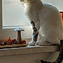 cat, windowsill, indoor, window, decor, mushroom, dried_flowers, pet, animal, side_view, feline, domestic_animal, quiet, natural_light, white_cat, striped_tail, sitting, looking_outside, cozy, houseplant