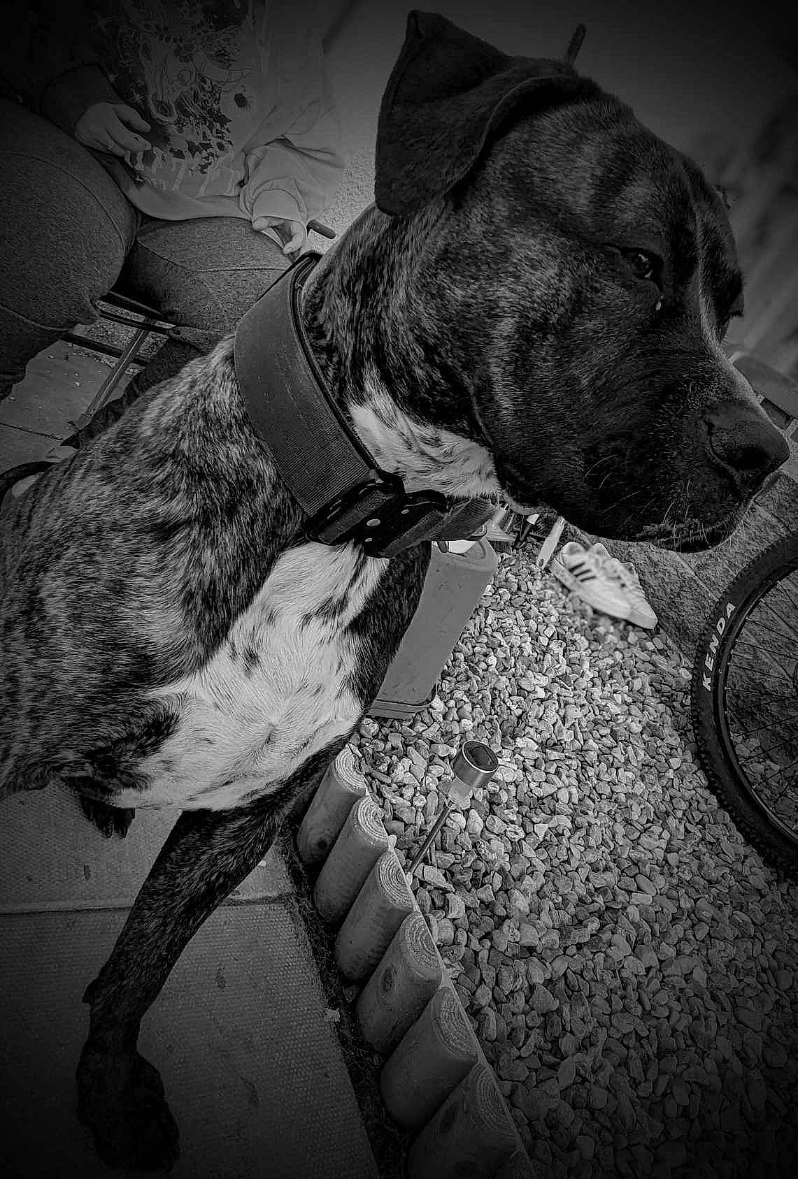 Chizel joined the competition — help win amazing prizes! black_and_white, carnivore, cloud, collar, companion_dog, dog, dog_breed, dog_collar, fawn, flash_photography, grey, human_leg, monochrome, monochrome_photography, snout, sporting_group, style, thigh, whiskers, working_animal