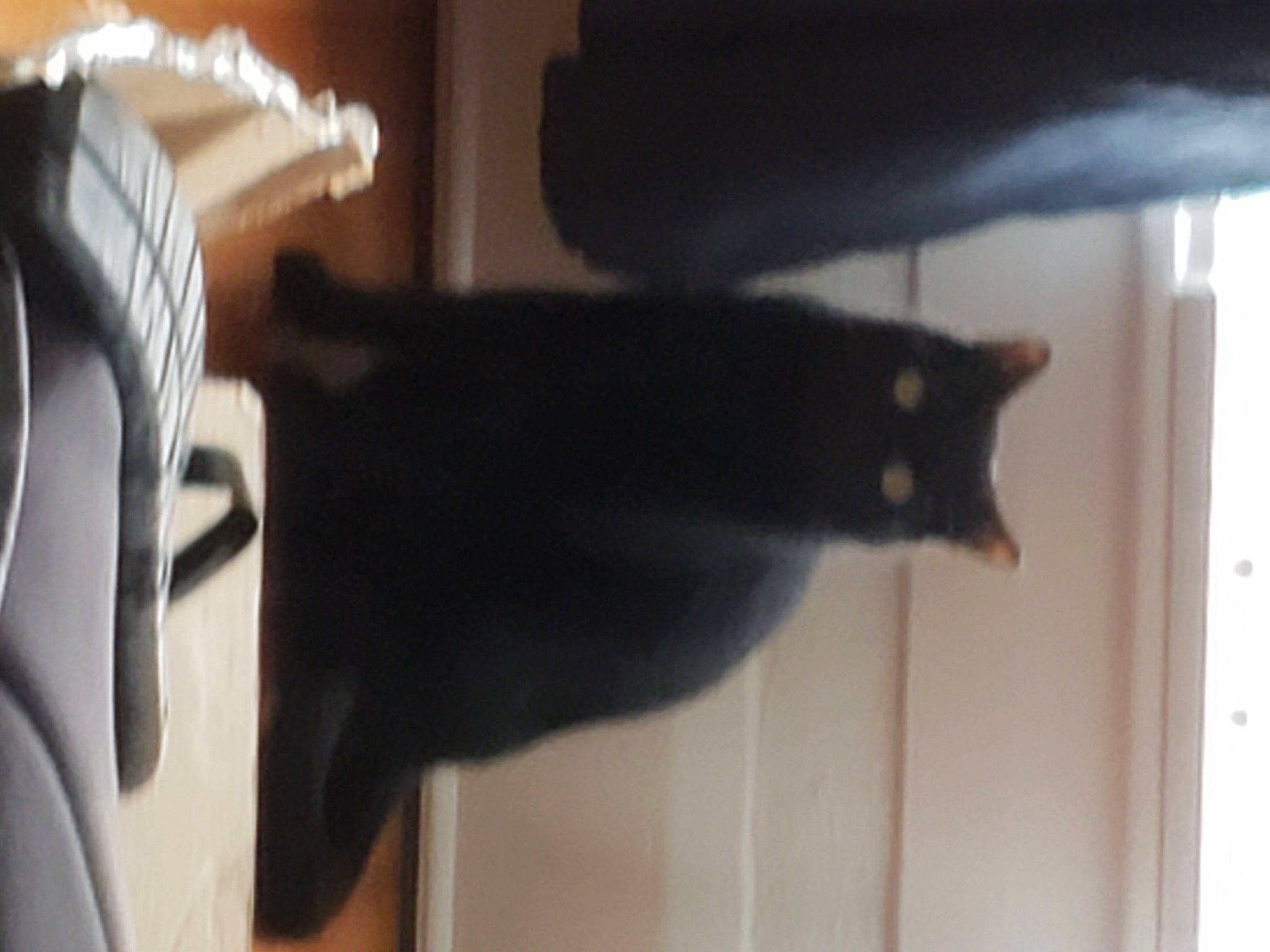 Brutis joined the competition — help win amazing prizes! black_cat, bombay, carnivore, cat, comfort, domestic_short_haired_cat, felidae, floor, flooring, fur, gesture, grey, hardwood, room, sleeve, small_to_medium_sized_cats, tail, whiskers, window, wood