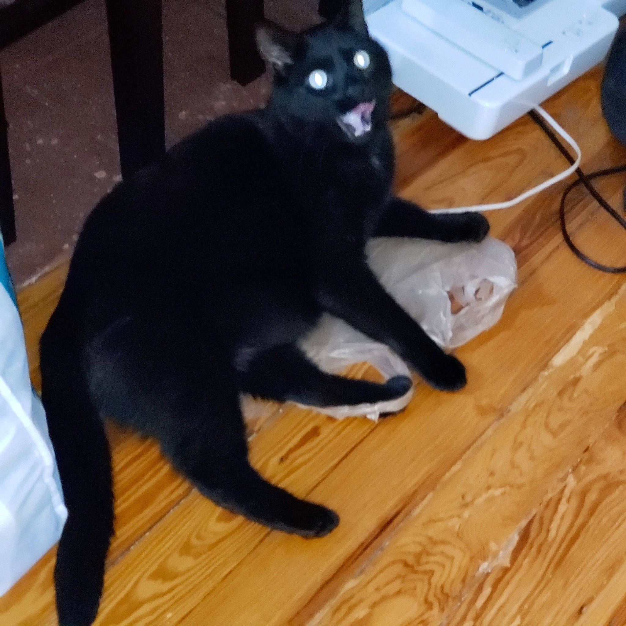 Brutis is registered to the contest to win money with this photo: bombay, carnivore, cat, comfort, computer_keyboard, dog_breed, felidae, floor, flooring, fur, hardwood, laminate_flooring, mammal, small_to_medium_sized_cats, tail, terrestrial_animal, vertebrate, whiskers, wood, wood_stain