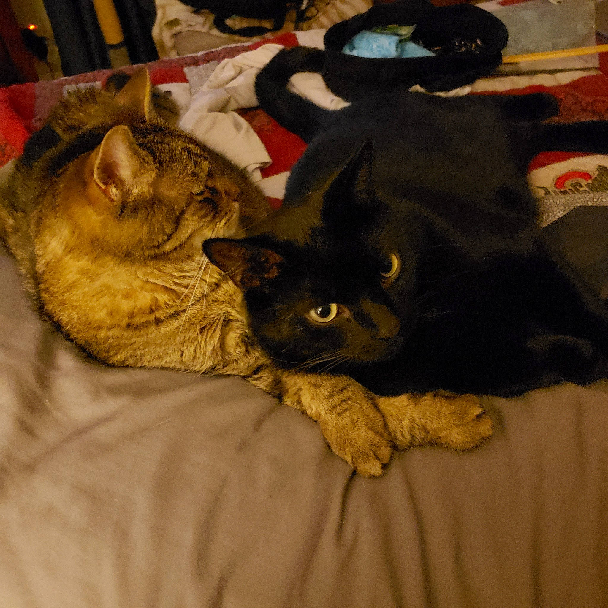 Brutis joined the competition — help win amazing prizes! bag, bedding, black_cat, bombay, carnivore, cat, chair, claw, comfort, domestic_short_haired_cat, felidae, fur, grey, linens, luggage_and_bags, nap, small_to_medium_sized_cats, snout, tail, whiskers