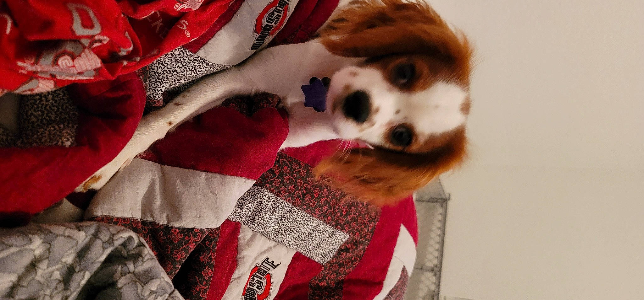 Buckeye is registered to the contest to win money with this photo: bangs, carmine, carnivore, companion_dog, dog, dog_breed, dog_clothes, dog_supply, dress, eyewear, fashion_accessory, fawn, fur, pattern, plaid, red_hair, selfie, sporting_group, toy_dog, whiskers