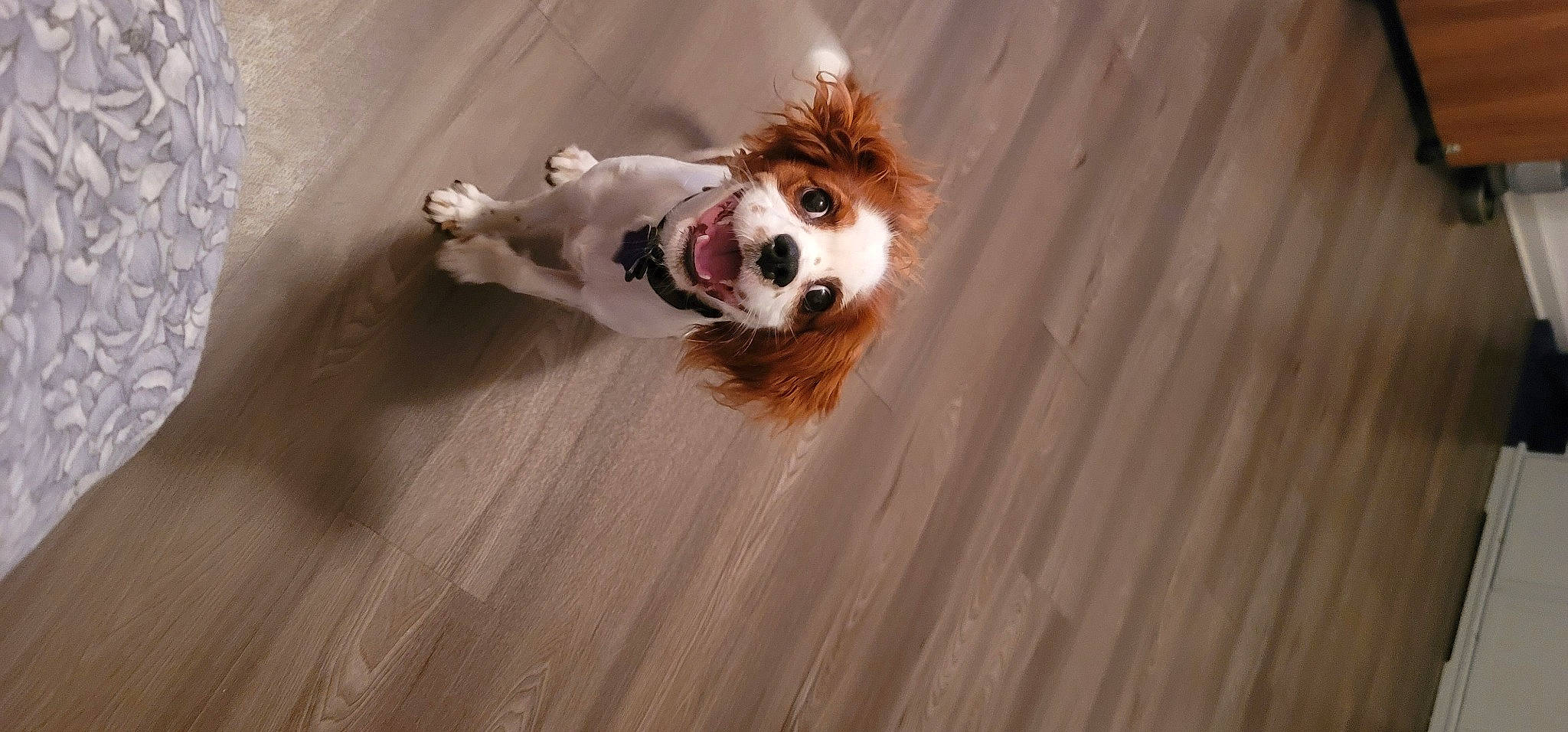 Buckeye is registered to the contest to win money with this photo: australian_shepherd, canidae, carnivore, collie, companion_dog, dog, dog_breed, fawn, felidae, flooring, hardwood, herding_dog, shetland_sheepdog, sporting_group, tail, terrestrial_animal, whiskers, wood, wood_stain, working_animal