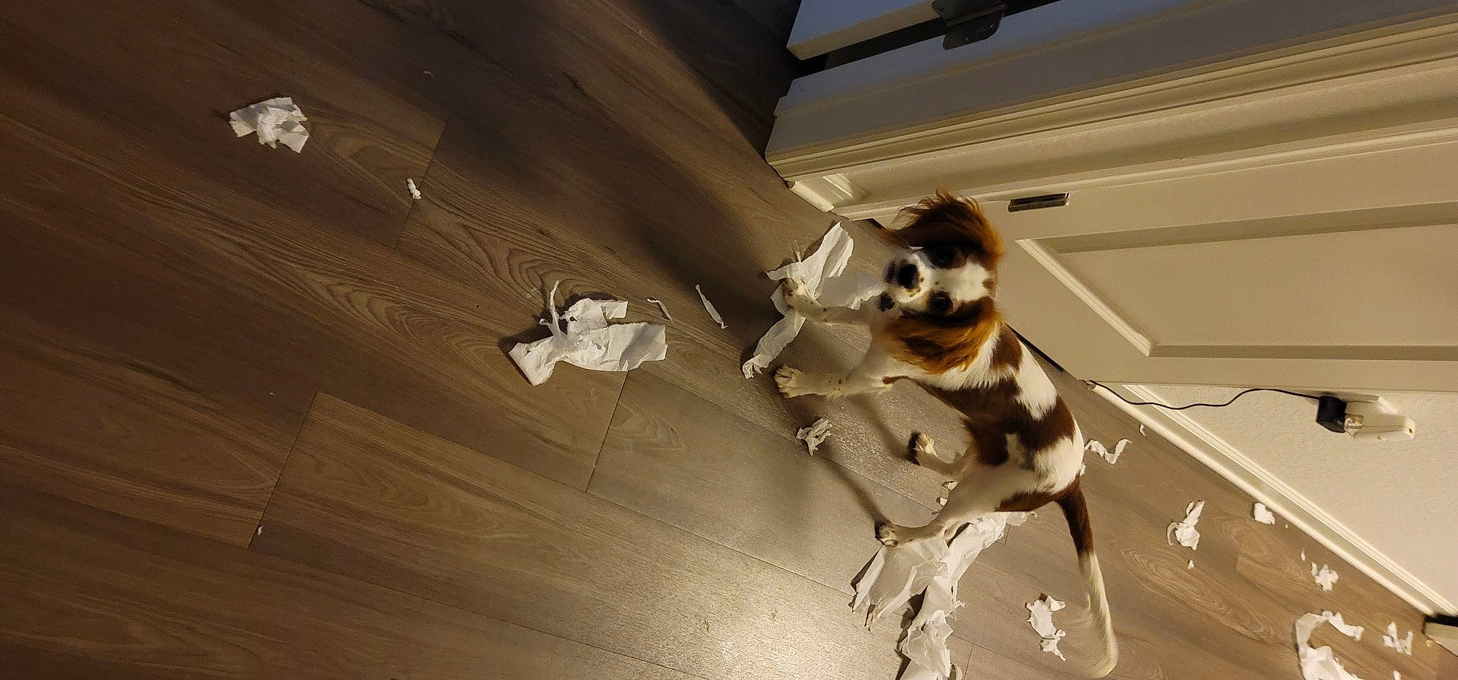 Buckeye is registered to the contest to win money with this photo: canidae, carnivore, companion_dog, dog, dog_breed, eyewear, fawn, floor, flooring, hardwood, leash, snout, sporting_group, tail, tints_and_shades, toy_dog, vehicle_door, vision_care, wood, working_animal