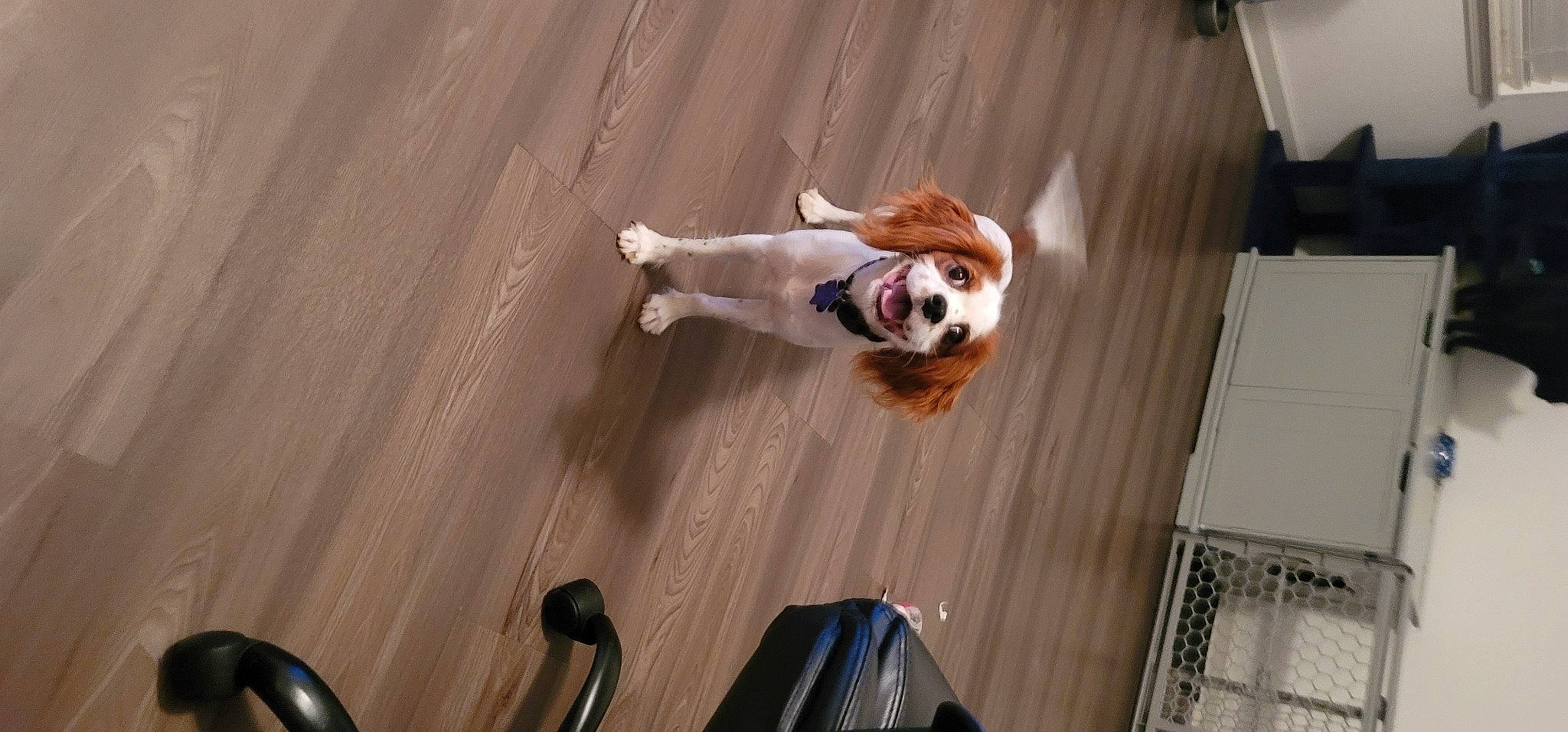 Buckeye is registered to the contest to win money with this photo: canidae, carnivore, comfort, companion_dog, dog, dog_breed, dog_supply, fawn, floor, flooring, fur, hardwood, laminate_flooring, non_sporting_group, pet_supply, sporting_group, tail, wood, wood_flooring, working_animal