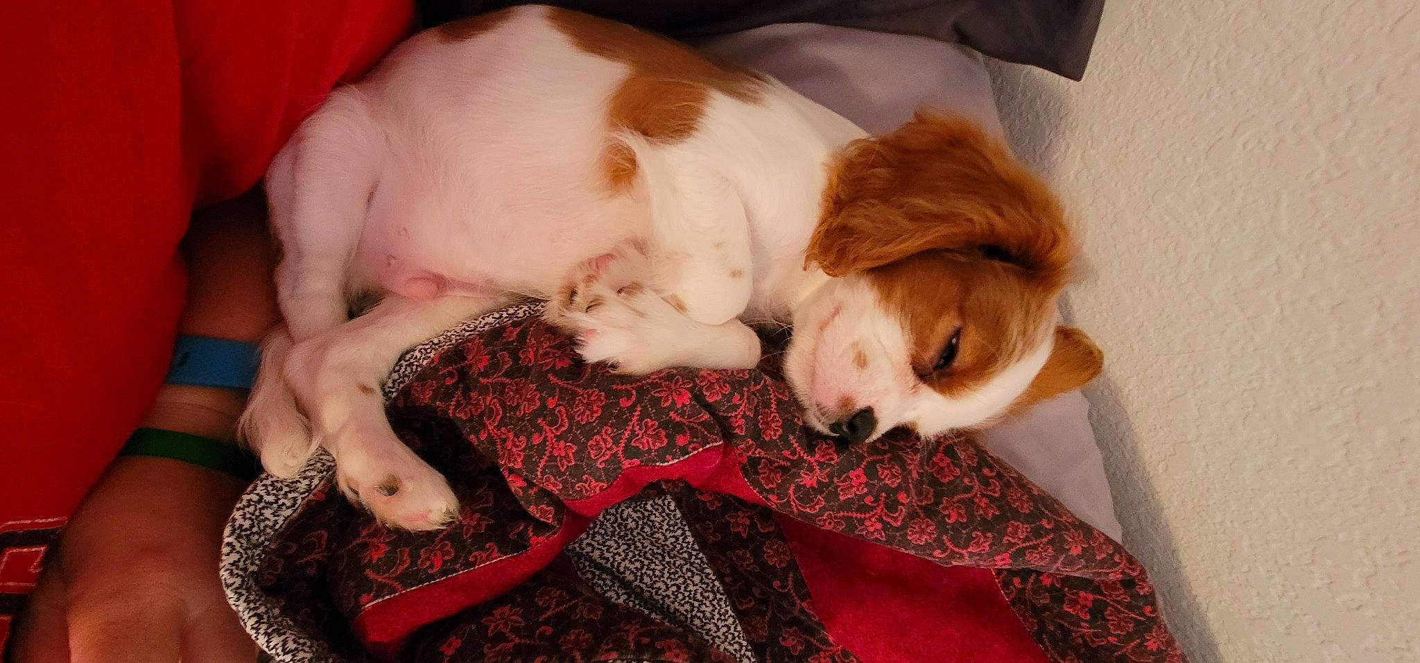 Buckeye is registered to the contest to win money with this photo: carnivore, comfort, companion_dog, dog, dog_breed, fawn, felidae, fur, human_leg, linens, liver, pattern, paw, plaid, small_to_medium_sized_cats, spaniel, tail, toy, toy_dog, whiskers