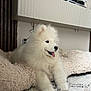 animal, canine, dog, dogbed, eskimodog, pet, puppy, whitedog